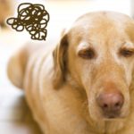 門の前の痩犬ってことわざはどんな意味なの？正しい使い方とは！